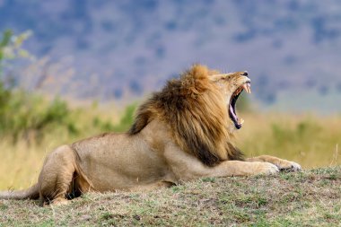 Aslan