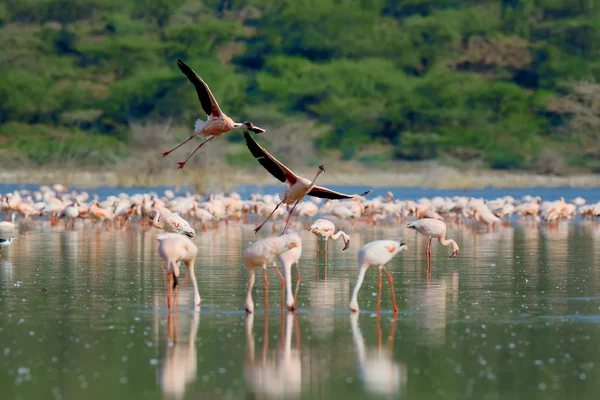 Flamencos — Foto de Stock