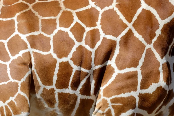 Textur der Giraffenhaut — Stockfoto