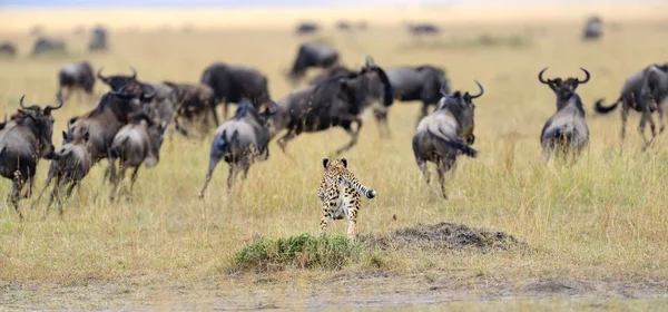 Cheetah perseguir um gnu — Fotografia de Stock