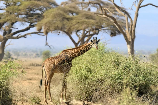 Giraffa — Foto Stock