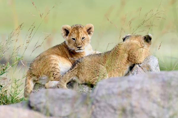 Lion cub — Stockfoto