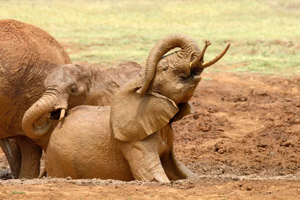 Elefante — Foto de Stock