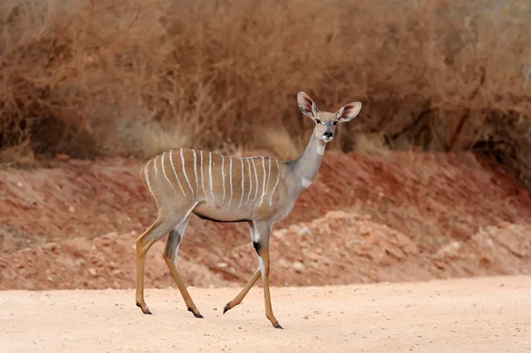 大kudu (Tragelaphus strepsiceros)) — 图库照片