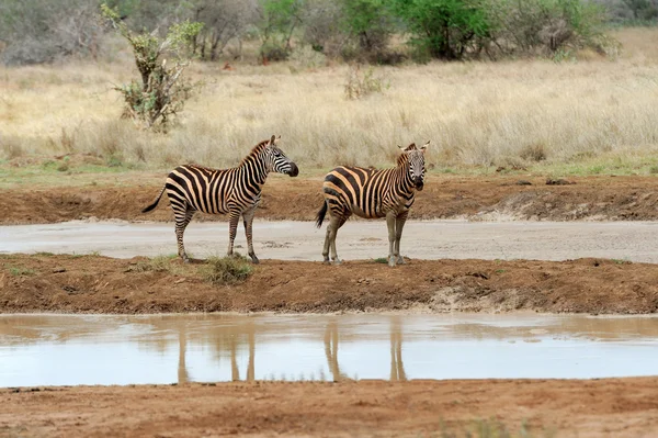 Zebra — Stock fotografie