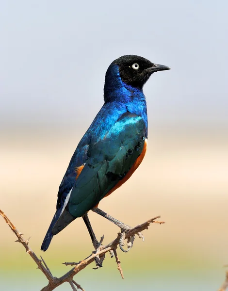 Bunte Vogelwelt — Stockfoto