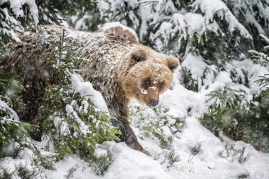 Bir boz ayı, karla kaplı bir ormanda yavaşça ilerler. Ağaçlar yiyecek ararken ayının etrafını sarar. Sahnenin etrafına kar taneleri yavaşça düşer. Soğuk kış gününü gösterir..