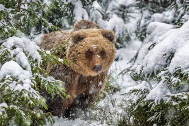 Bir boz ayı, karla kaplı bir ormanda yavaşça ilerler. Ağaçlar yiyecek ararken ayının etrafını sarar. Sahnenin etrafına kar taneleri yavaşça düşer. Soğuk kış gününü gösterir..
