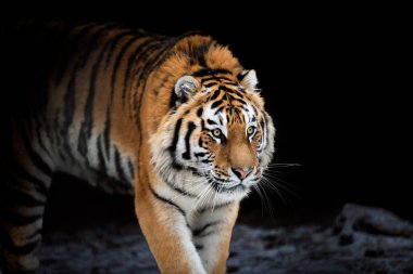 Bir kaplan karanlık mağara bölgesinde zarifçe ilerler. Çizgileri ve kürkü, çevresini keşfederken ışığı yansıtır. Sahne kaplanı doğal ortamında yakalar..