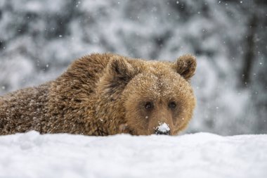 Karla kaplı bir ayı yerde yatıyor. Ayı ileriye bakarken etrafta kar taneleri uçuşuyor. Sahne, arkasında ağaçlar olan bir kış ormanını gösteriyor..