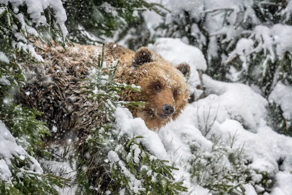 Bir boz ayı, karla kaplı bir ormanda yavaşça ilerler. Ağaçlar yiyecek ararken ayının etrafını sarar. Sahnenin etrafına kar taneleri yavaşça düşer. Soğuk kış gününü gösterir..