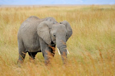 Plajda güzel palmiye ağaçları