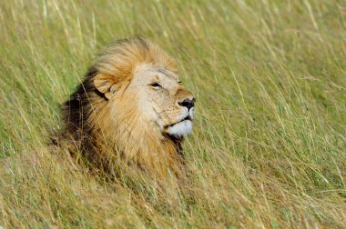 Plajda güzel palmiye ağaçları
