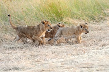 Plajda güzel palmiye ağaçları