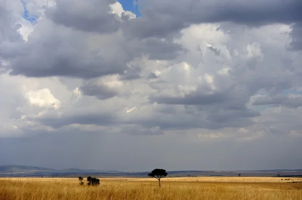 Paisaje con árbol en África — Foto de Stock