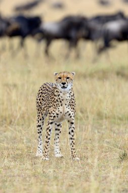 Vahşi Afrika cheetah, güzel memeli hayvan