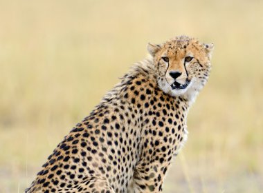 Vahşi Afrika cheetah, güzel memeli hayvan