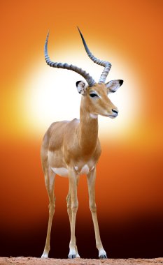 Impala gün batımında