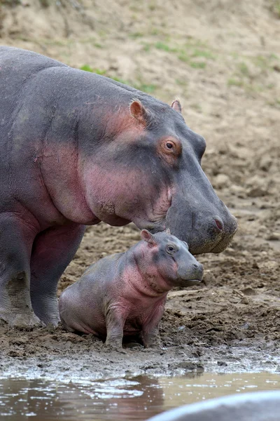 Familia Hippo (Hippopotamus amphibius) fuera del agua —  Fotos de Stock