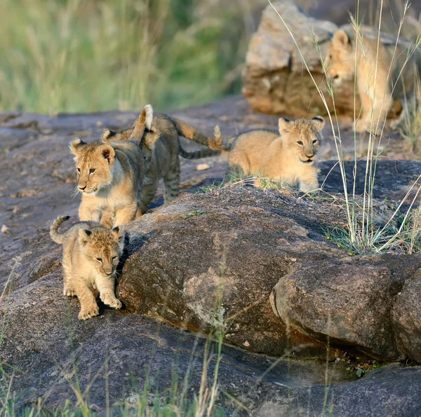 Afrikai oroszlán kölyök nemzeti park Kenyában — Stock Fotó