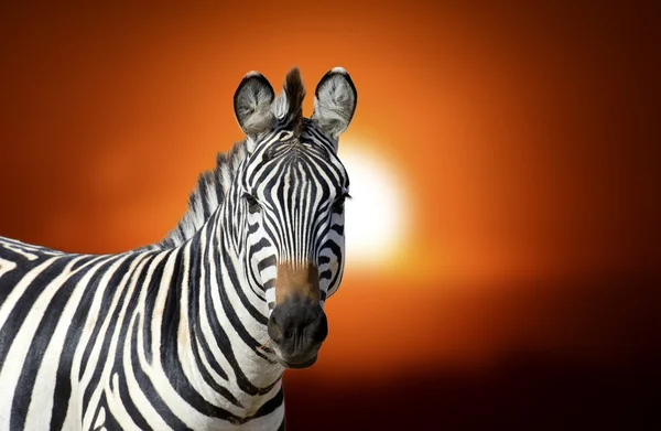 Zebra bij zonsondergang — Stockfoto