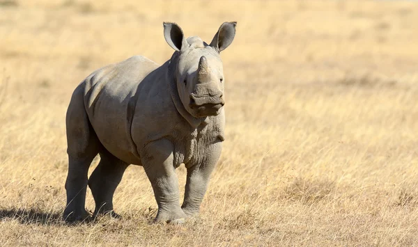 Rhinocéros blanc africain, Parc national du Kenya — Photo