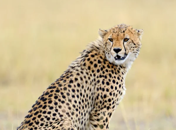 野生のアフリカのチーター、美しい哺乳類動物 — ストック写真