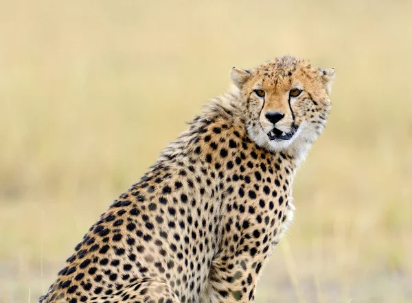 Guepardo africano salvaje, hermoso animal mamífero —  Fotos de Stock