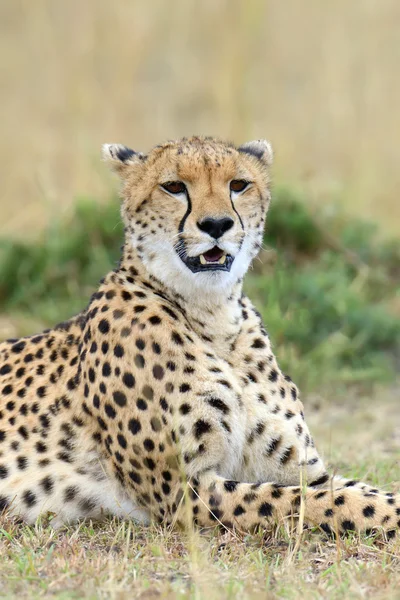 野生的非洲猎豹，美丽的哺乳动物动物 — 图库照片