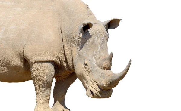 Rhino isolé sur fond blanc — Photo