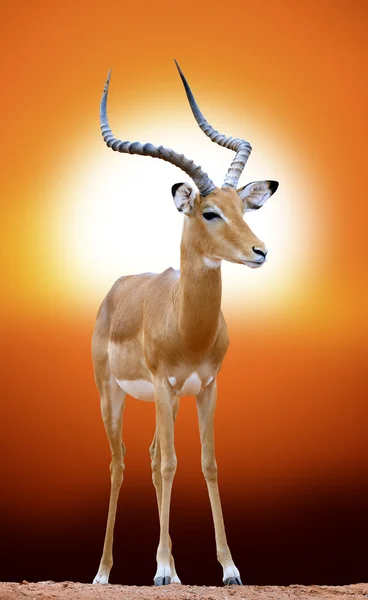 Impala al atardecer — Foto de Stock