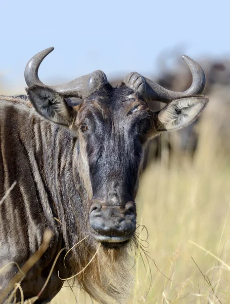 Πορτρέτο του ένα γκνου (wildebeest), εθνικό πάρκο της Κένυας — Φωτογραφία Αρχείου