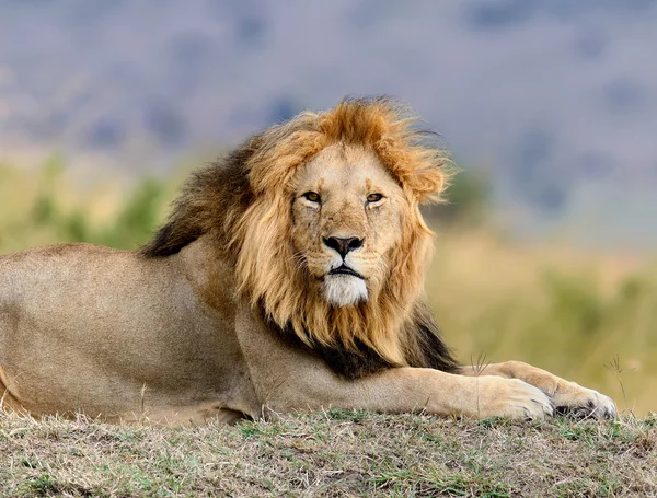 Kenya Ulusal Parkı yakın aslan — Stok fotoğraf