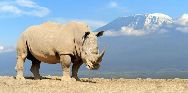 Afrikanska vit noshörning på Kilimanjaro montera bakgrund — Stockfoto
