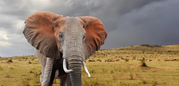 Elefante no parque nacional do Quênia — Fotografia de Stock