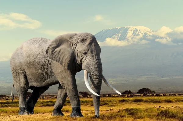 Olifant op Kilimanjaro mount achtergrond in nationaal park van Kenia — Stockfoto