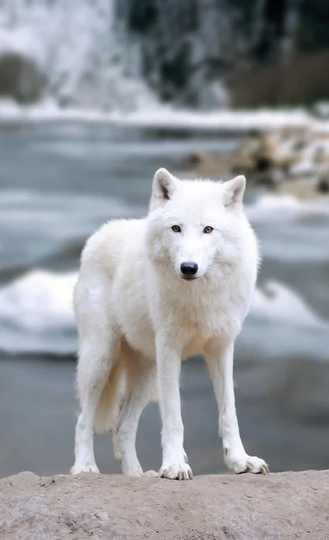 Witte wolf in bos — Stockfoto