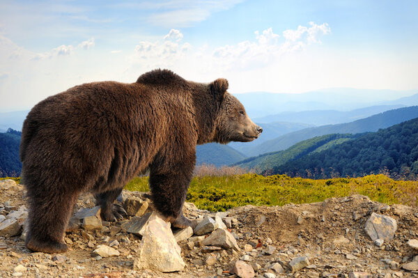 Brown wild bear