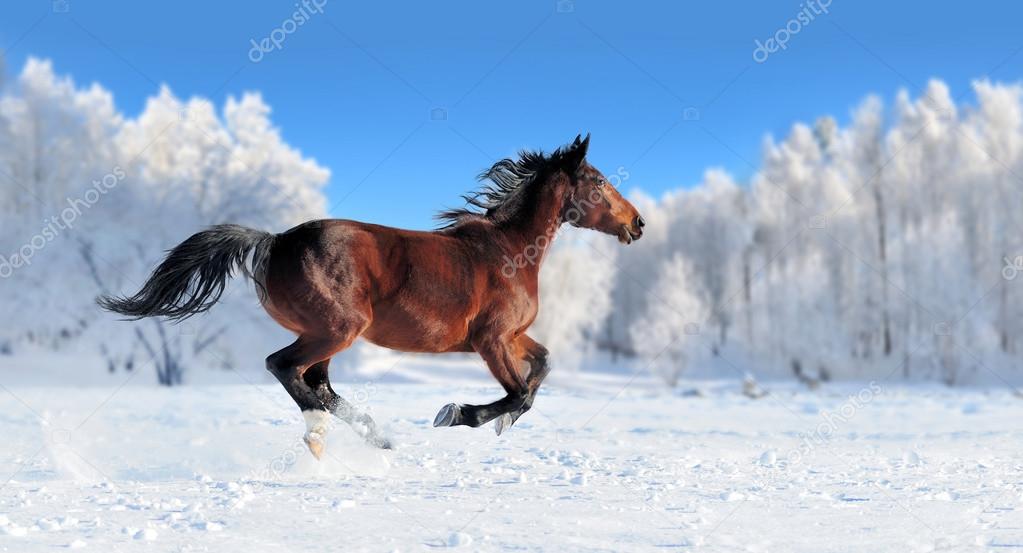 Horse in winter field
