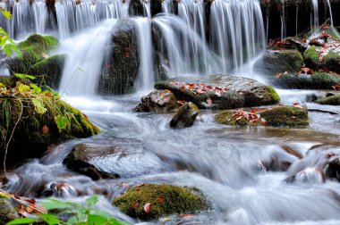 Sonbahar ormanındaki dağ nehri