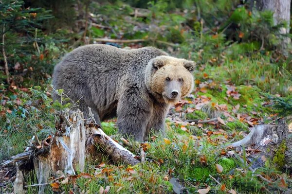 숲 속의 갈색 곰 — 스톡 사진