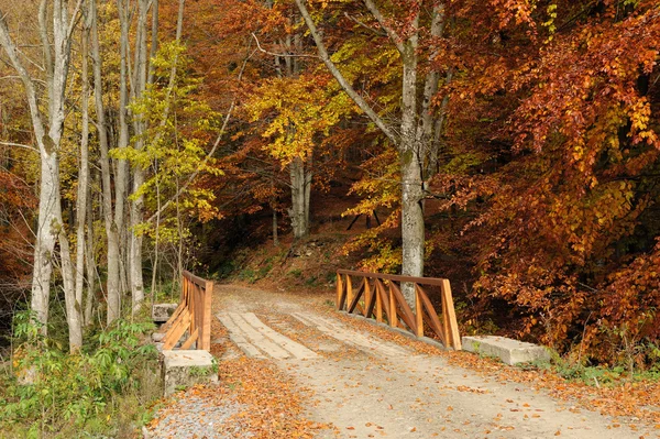 Bron i höst skog — Stockfoto