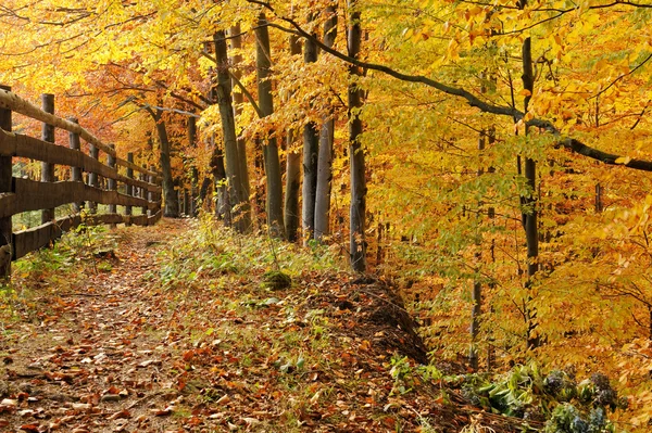 Ampla trilha corta através de uma floresta de outono — Fotografia de Stock