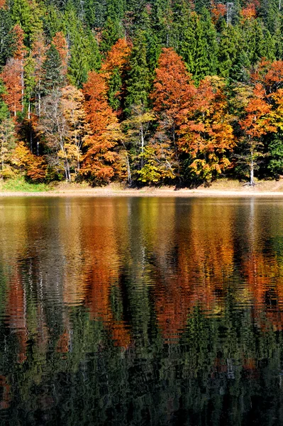 Lesní jezero podzim — Stock fotografie