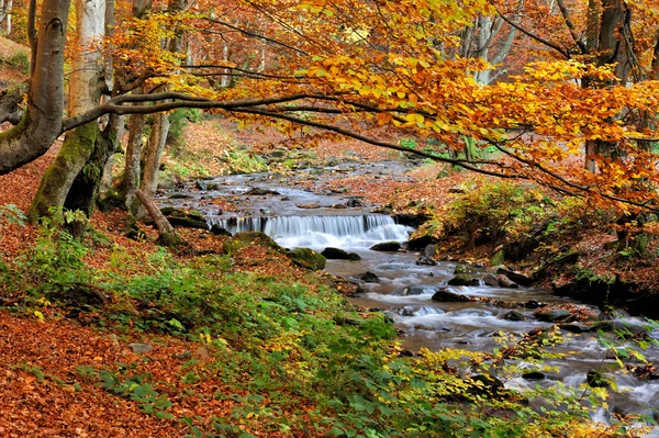 Rivière de montagne dans la forêt d'automne — Photo