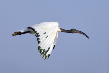 Uçuş Afrika kutsal aynağı (Threskiornis aethiopicus)