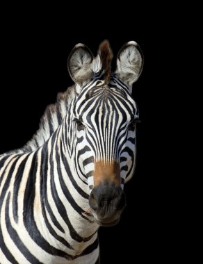 Zebra koyu arka plan üzerinde