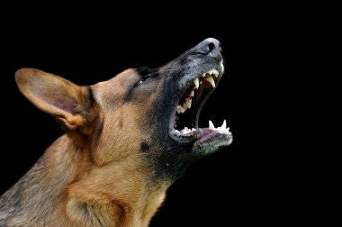 Koyu arka plan üzerinde kızgın köpek