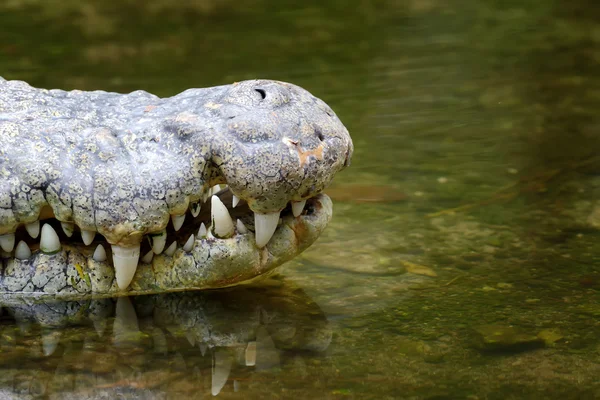 Krokodil hoofd in water — Stockfoto