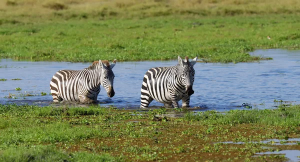 Zebra nel Parco Nazionale del Kenya — Foto Stock